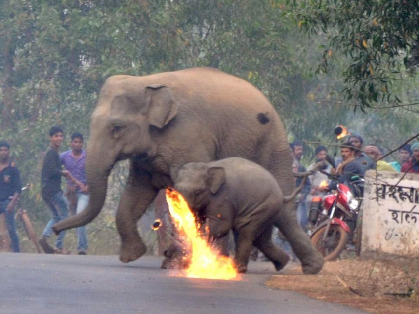 Inde : des éléphants brutalement chassés des champs à la torche