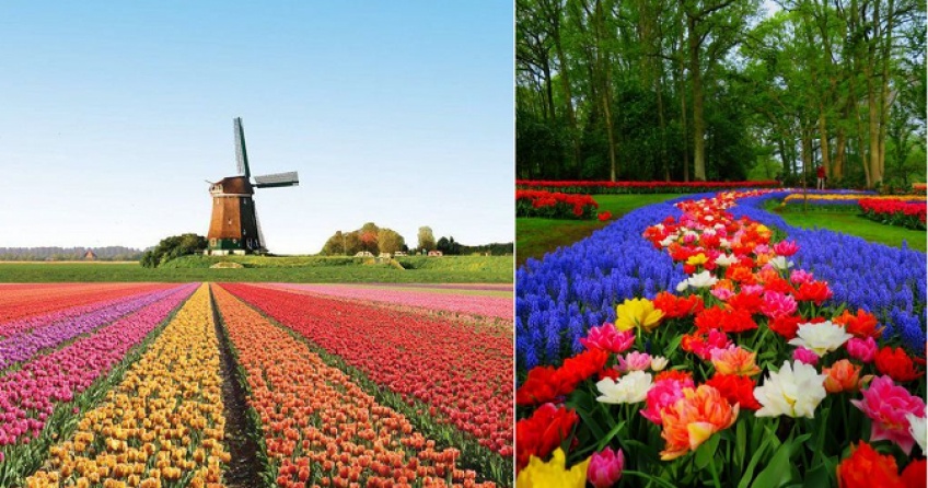  Pays  Bas  Keukenhof le paradis des tulipes