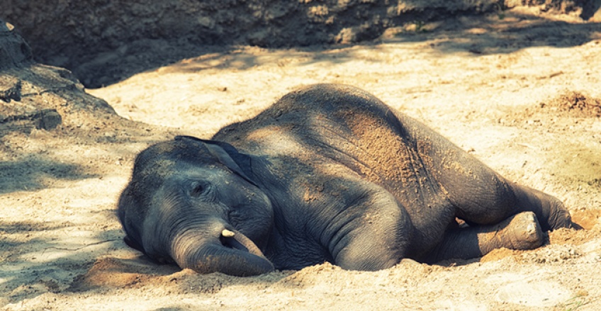 Thaïlande : Un bébé éléphant reçoit une prothèse sur mesure après