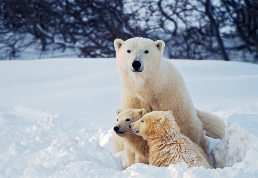 En Arctique, ces ours polaires mangent du plastique
